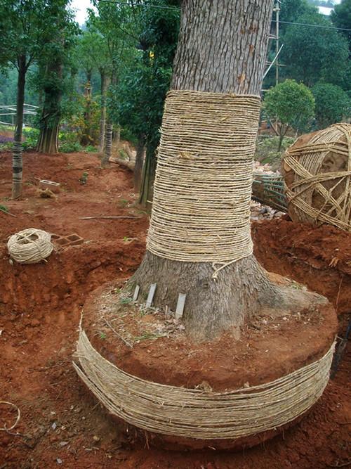 供應湖南大桂花樹35公分地莖桂花樹