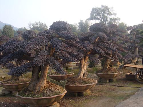 供應(yīng)湖南*苗木13707338569