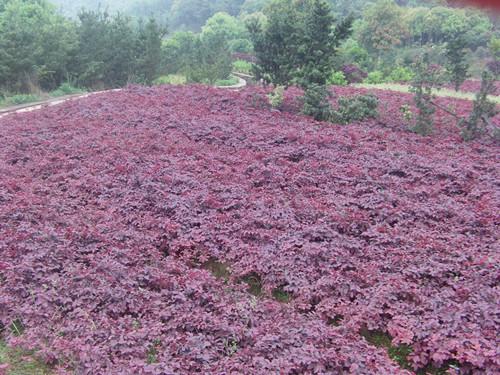 量大價優(yōu)圖片/量大價優(yōu)樣板圖 (2)