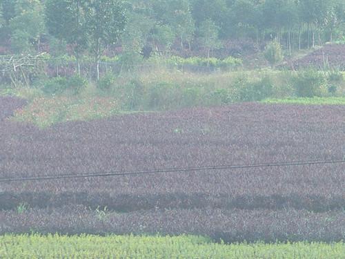 量大價(jià)優(yōu)圖片/量大價(jià)優(yōu)樣板圖 (4)