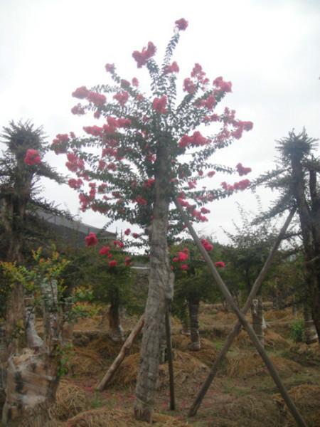 供應(yīng)湖南省綠化苗木古樹湖南紫薇樁