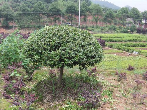 供應(yīng)湖南*構(gòu)骨樹(shù)