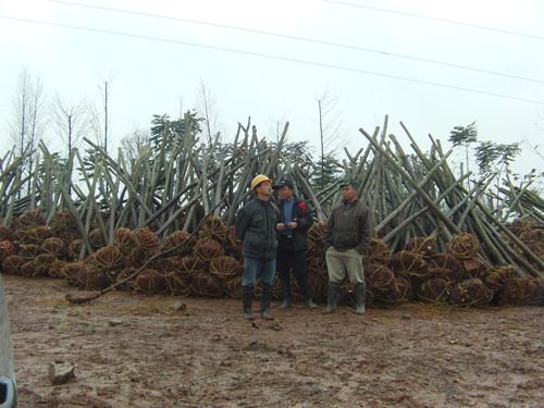 供應(yīng)殺頭湖南欒樹璇豐苗圃殺頭欒樹