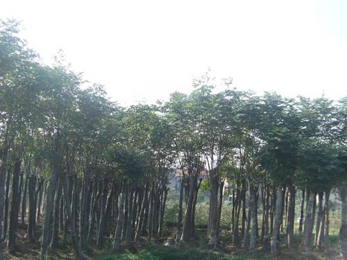 供應(yīng)全冠湖南大移栽欒樹樹形優(yōu)美
