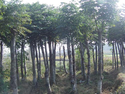 供應(yīng)湖南銷售量*的湖南國(guó)樹(shù)湖南欒樹(shù)