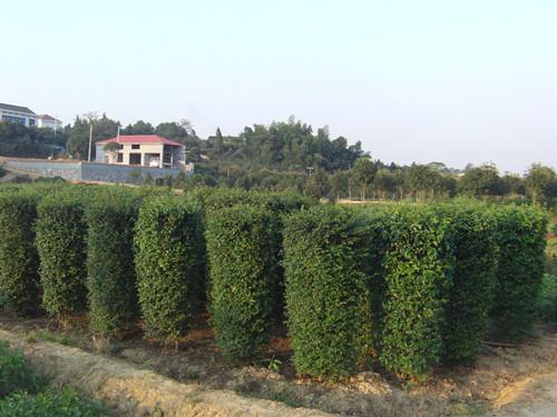 供應(yīng)湖南小葉女貞柱湖南女貞苗木