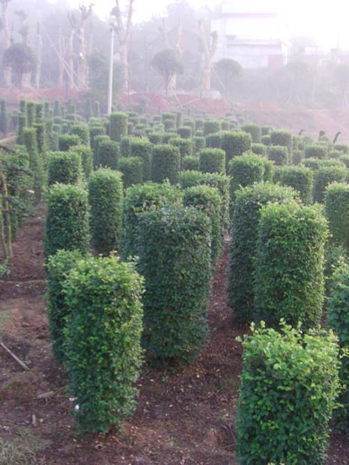 供應(yīng)湖南小葉女貞柱湖南女貞苗木
