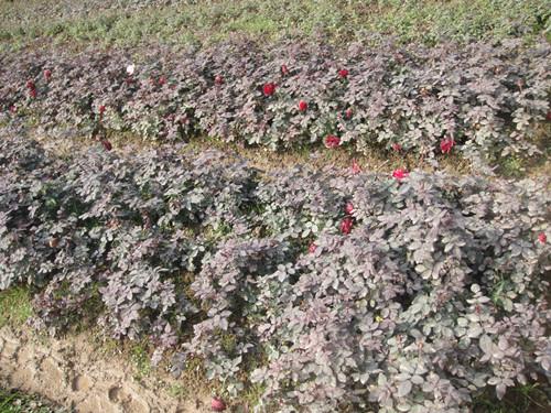 湖南精品苗木湖南豐花月季圖片