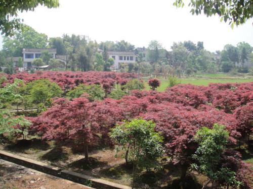 供應(yīng)湖南苗木基地湖南紅楓*區(qū)