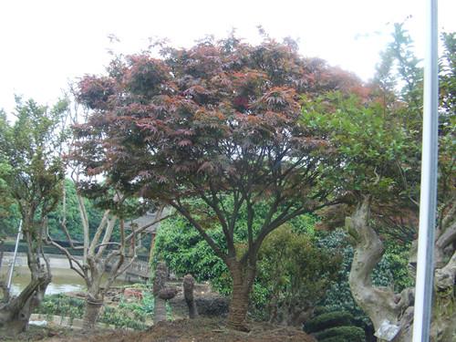 湖南綠化苗木圖片/湖南綠化苗木樣板圖 (3)