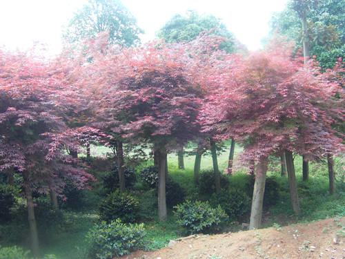供應湖南移栽苗木樹湖南紅楓