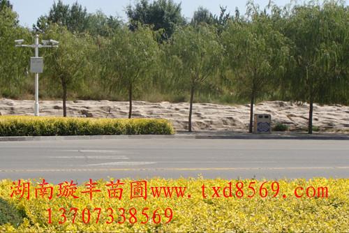 供應(yīng)湯璇德工程案例湖南苗木13707338569