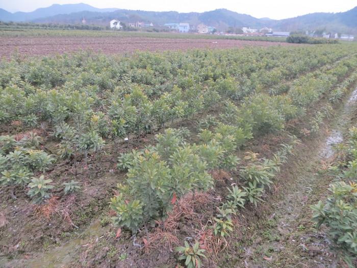 湖南瀏陽圖片/湖南瀏陽樣板圖 (3)