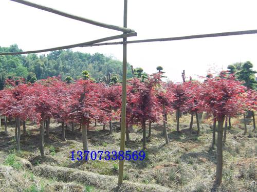 供應(yīng)湖南苗木￥￥湖南紅楓基地紅楓直銷