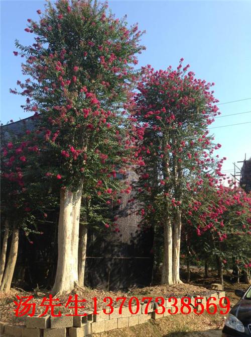 供應(yīng)湖南璇豐苗圃移栽樹樁13707338569