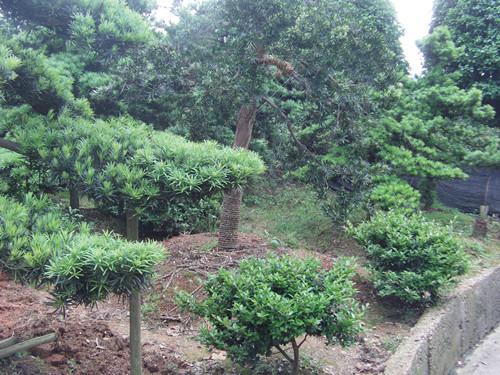 盆景大樹(shù)圖片/盆景大樹(shù)樣板圖 (2)