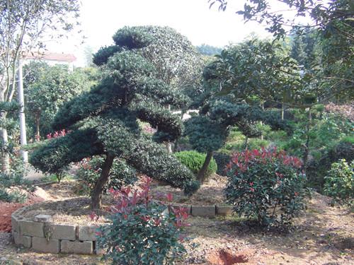 湖南極品苗木湖南羅漢松樹圖片