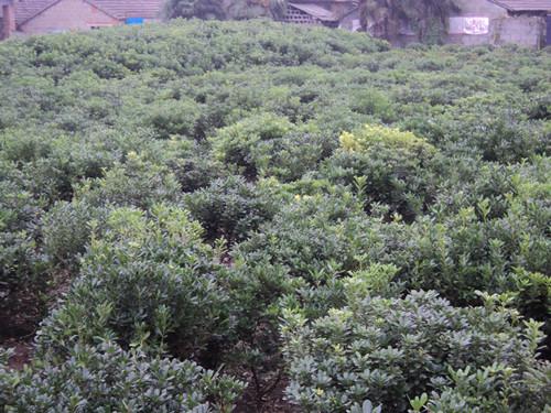 供應(yīng)八月直銷苗木湖南海棠球湖南海棠*球海棠苗木圖片報(bào)價(jià)