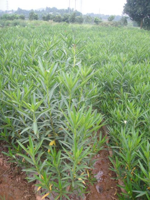 供應(yīng)夾枝桃一年小苗湖南夾枝桃湯璇德夾枝桃