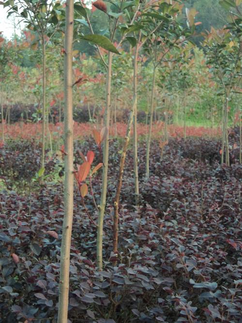 供應(yīng)湖南綠化苗木紅葉石楠樹(shù)