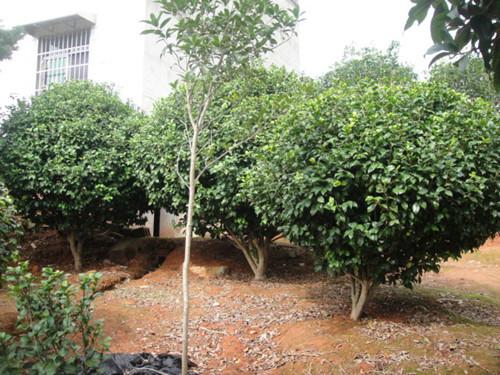 供應(yīng)優(yōu)美茶花球歡迎訂購(gòu)13707338569