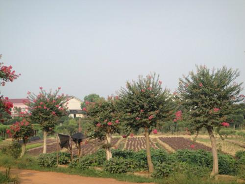 供應(yīng)湖南優(yōu)價(jià)紫薇樹