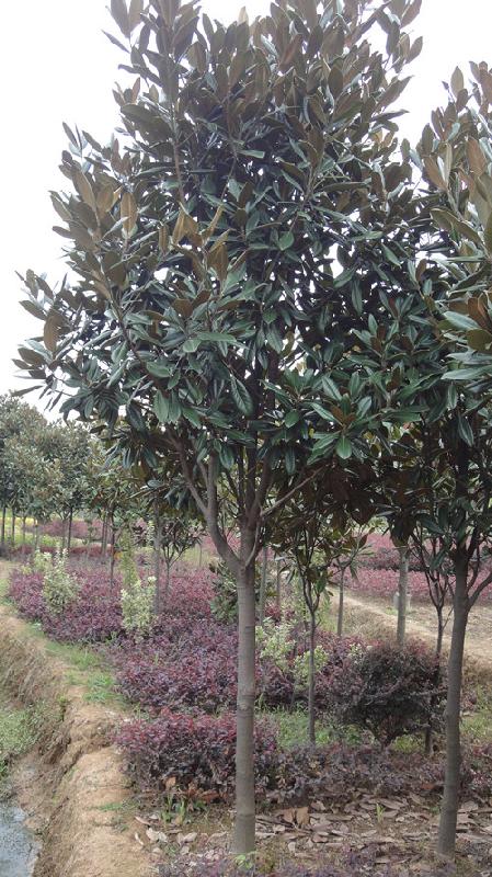 湖南廉價(jià)廣玉蘭大樹(shù)圖片