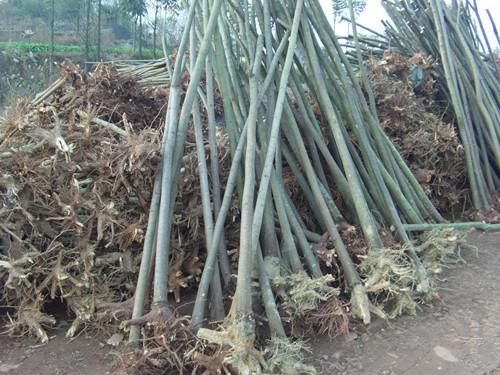 供應(yīng)殺頭湖南欒樹璇豐苗圃殺頭欒樹