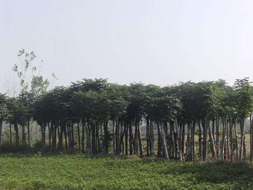 供應(yīng)全冠湖南大移栽欒樹樹形優(yōu)美