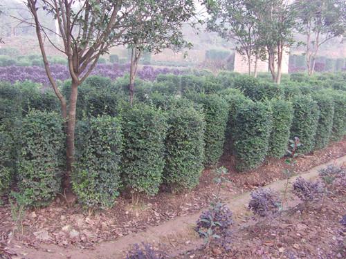 供應(yīng)湖南小葉女貞柱湖南女貞苗木