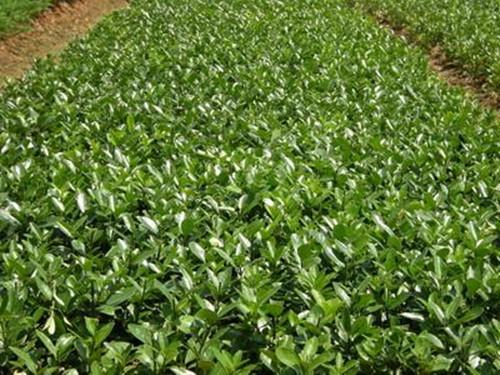 供應(yīng)湖南綠化苗木湖南四季青小苗