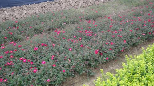 供應(yīng)湖南*苗木月季小苗