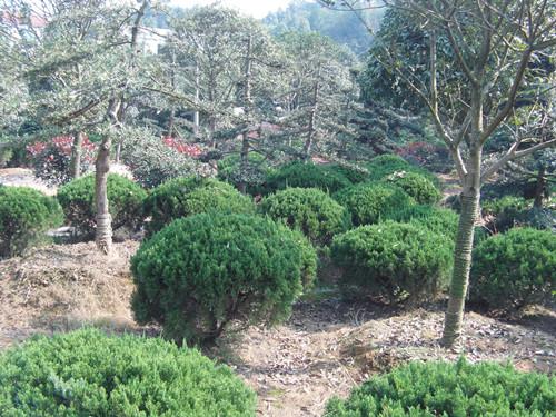 供應湖南苗木湖南松柏*造型球