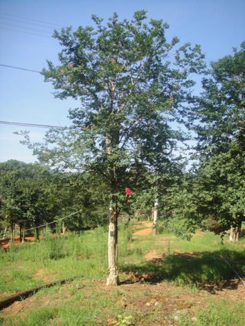 湖南苗木大樹湖南榆樹圖片