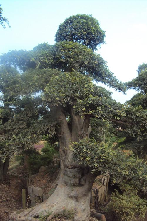 供應(yīng)*造型湖南榆樹榆樹樁