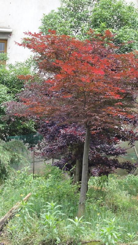 供應(yīng)湖南*紅楓大樹