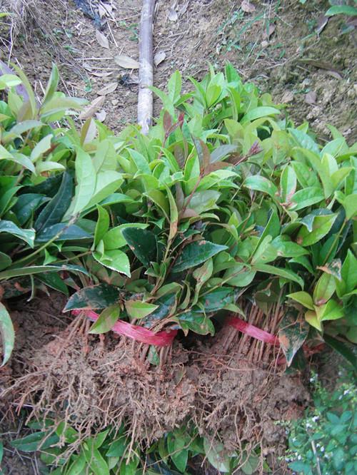 供應(yīng)50公分湖南*桂花小苗