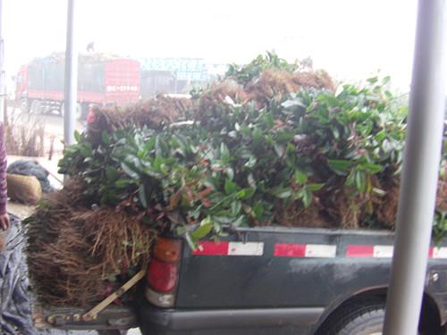 供應(yīng)桂花小苗價(jià)格13707338569