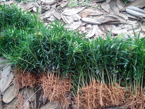 湖南綠化苗木圖片/湖南綠化苗木樣板圖 (3)