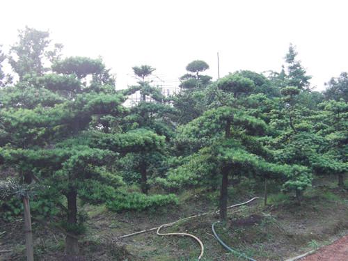 供應湖南花木湖南苗木工程用苗大樹香樟*桂花紅花繼木*裸根欒樹