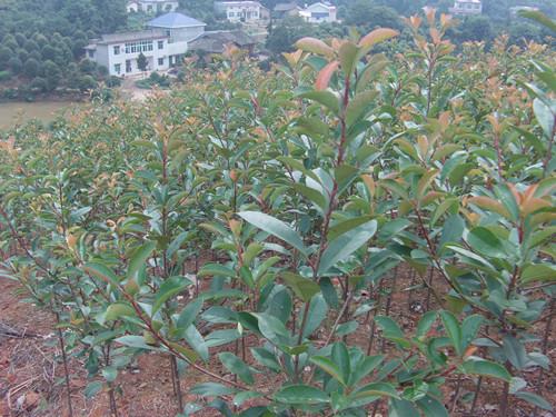 供應(yīng)湖南綠化苗木紅葉石楠樹(shù)