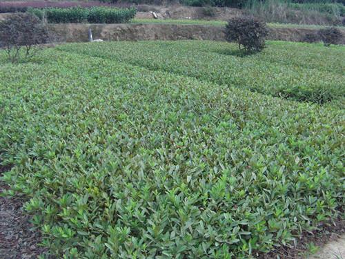 供應(yīng)*小苗湖南*一年苗