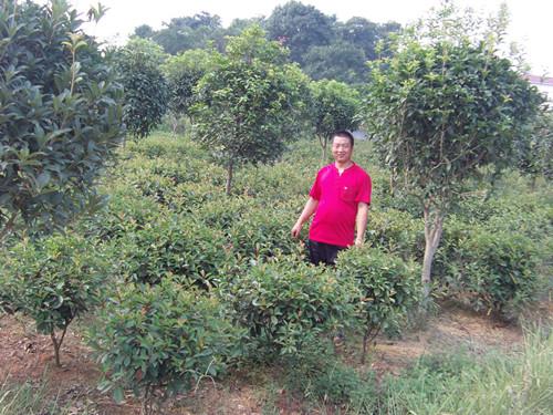 紅葉石楠圖片/紅葉石楠樣板圖 (2)