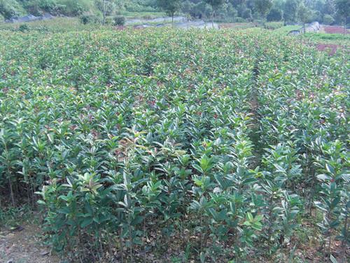 紅葉石楠圖片/紅葉石楠樣板圖 (4)