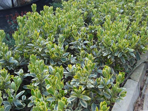 四季青圖片/四季青樣板圖 (3)