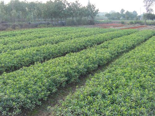 供應(yīng)*小苗湖南*一年苗