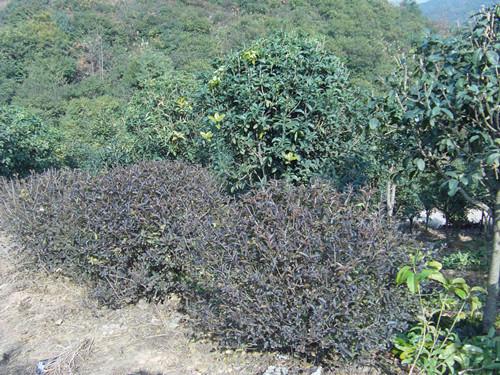 供應(yīng)紅花桎木嫁接造型樹樁