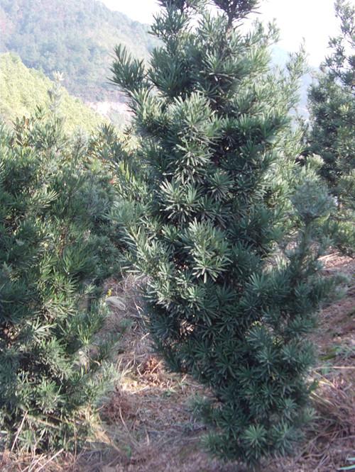 供應湖南羅漢松樹