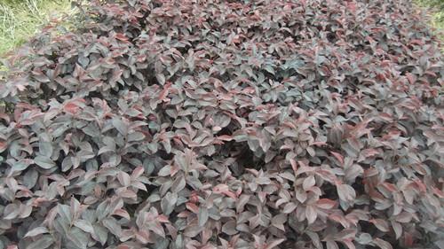 湖南瀏陽紅花繼木地苗圖片