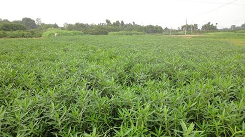 供應(yīng)夾枝桃一年小苗湖南夾枝桃湯璇德夾枝桃